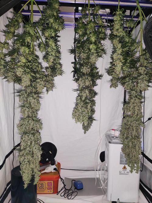 Barney's Bubba Kush. Week 1