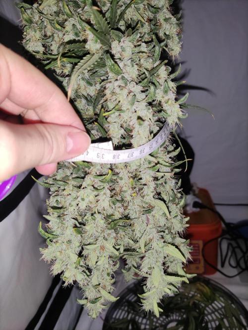 Barney's Bubba Kush. Week 1