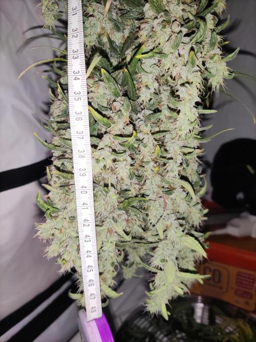 Cocos Premium. Week 1