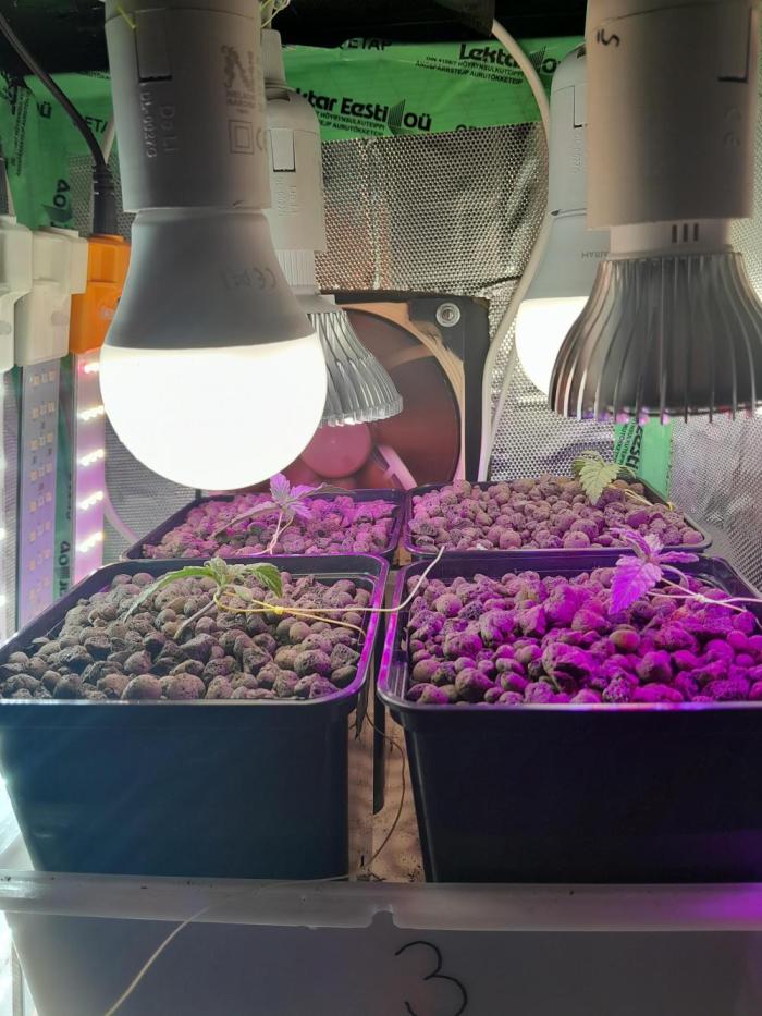 Microgrow 4 x 0.5l. Week 1 - The goal is to get about 5 g per plant.