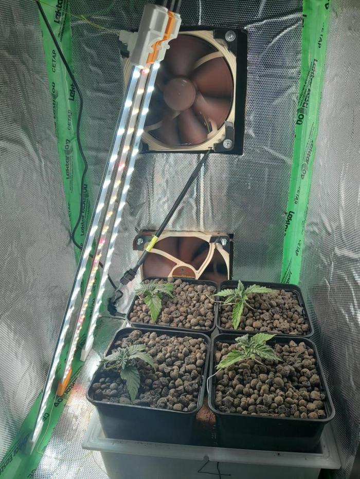 Microgrow 4 x 0.5l. Week 2