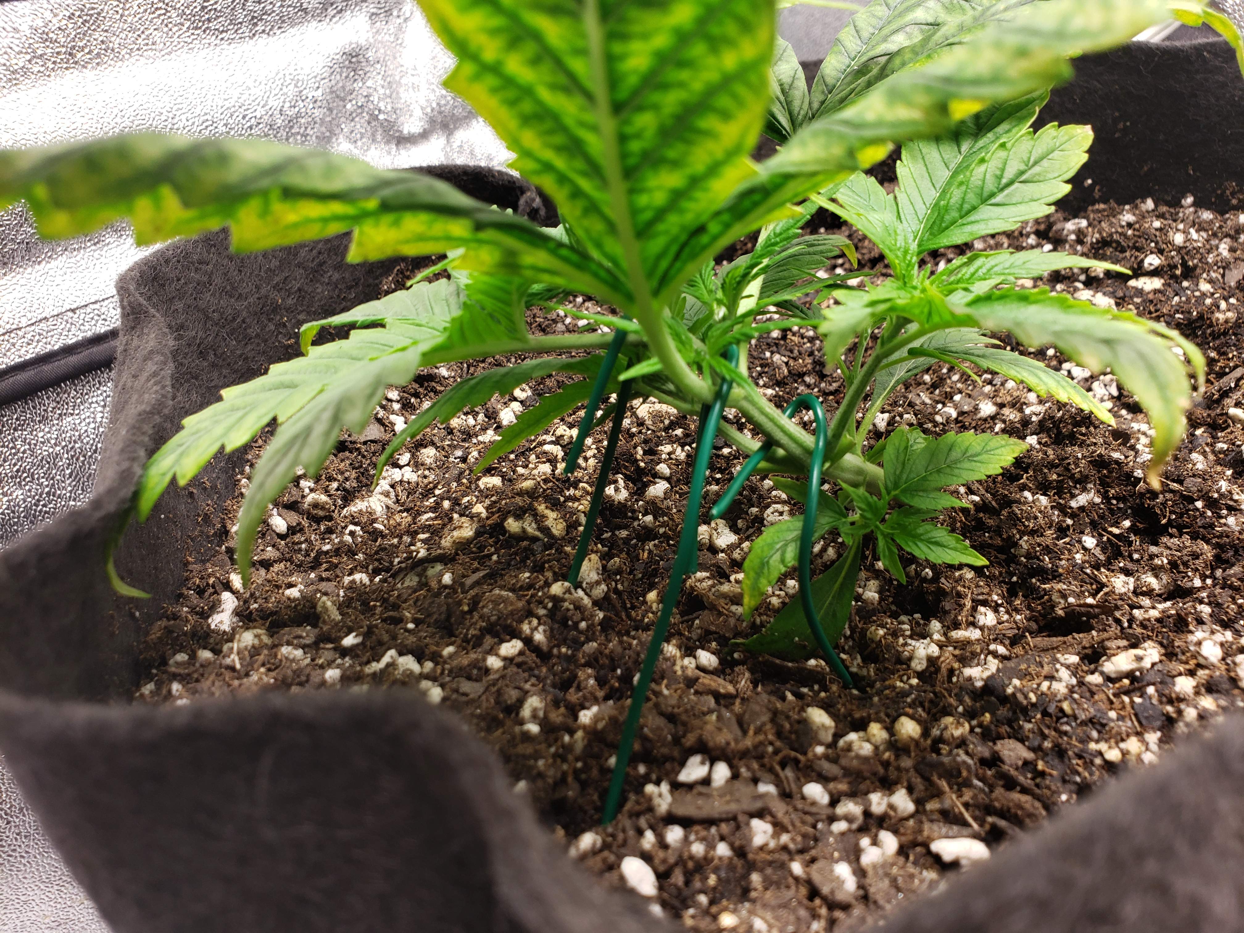 Pineapple Express Autoflower grow diary (journal) week4 by Chitown_grower GrowDiaries