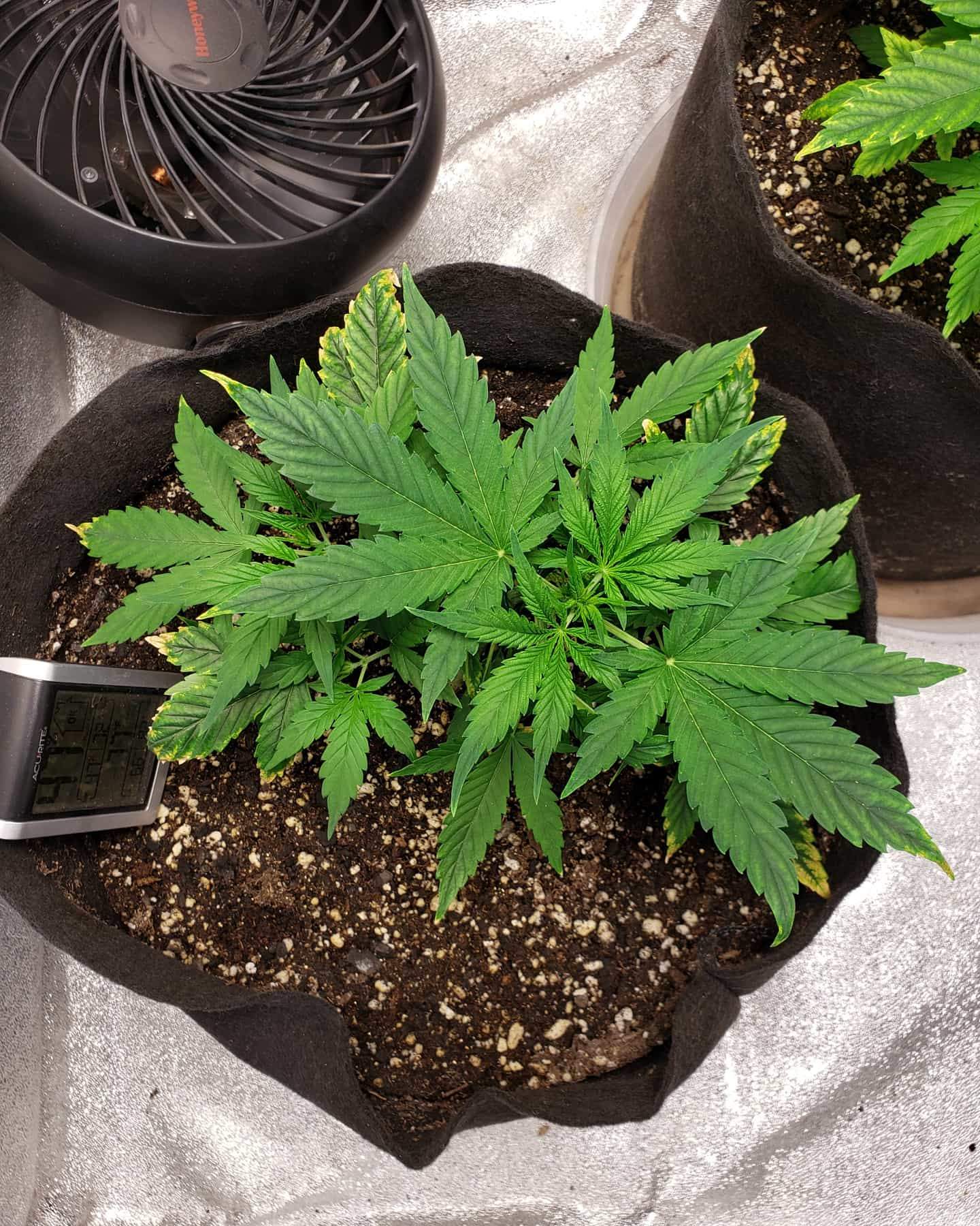 Pineapple Express Autoflower grow diary (journal) week5 by Chitown