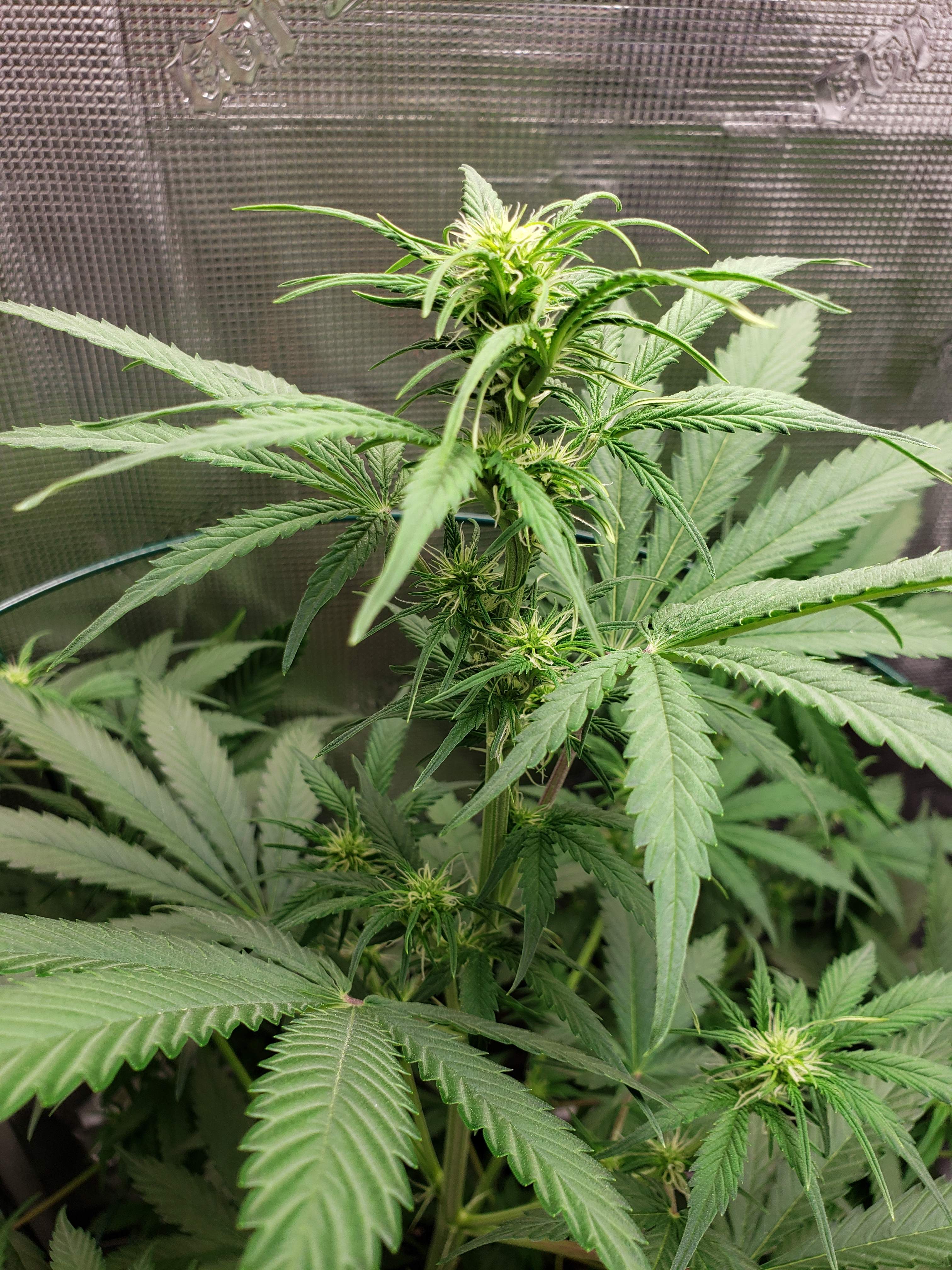 Pineapple Express Autoflower grow diary (journal) week8 by Chitown_grower GrowDiaries
