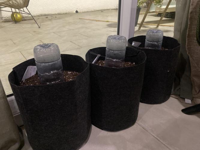 Los Tres amigos. Week 0 - Germination sous cloche
