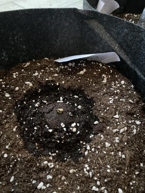 Los Tres amigos. Week 0 - Au deuxième jours de germination