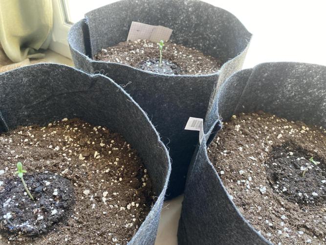 Los Tres amigos. Week 0 - 4eme jours la germination suit son cours