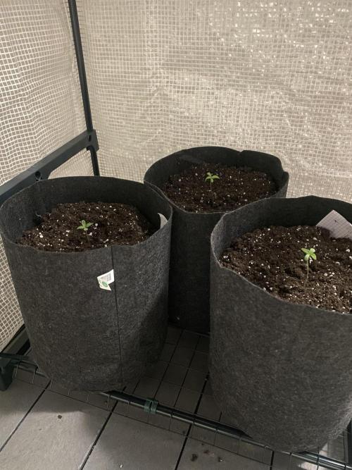 Los Tres amigos. Week 1 - Sous serre ouverte à l’abris du vent extérieur 