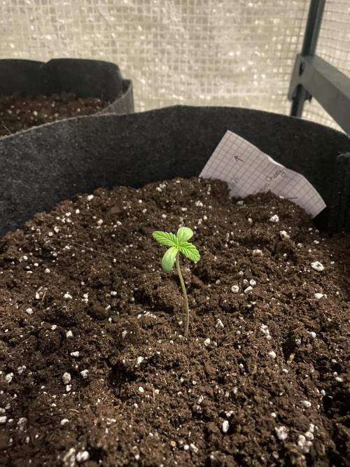 Los Tres amigos. Week 1 - Lemon cherry cookie 
Fast buds 