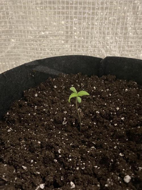 Los Tres amigos. Week 1 - Dark devil 
Sweet seeds