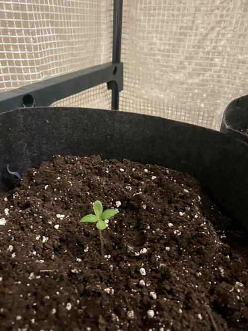 Los Tres amigos. Week 1 - Orange tree 
Northseeds 