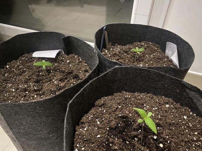 Los Tres amigos. Week 1 - Tout va bien pour Los tres amigos👌