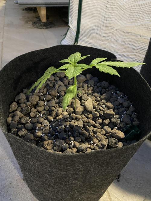 Los Tres amigos. Week 3 - 🍋 🍪 🍒