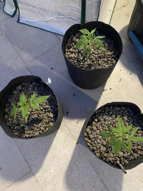 Los Tres amigos. Week 3