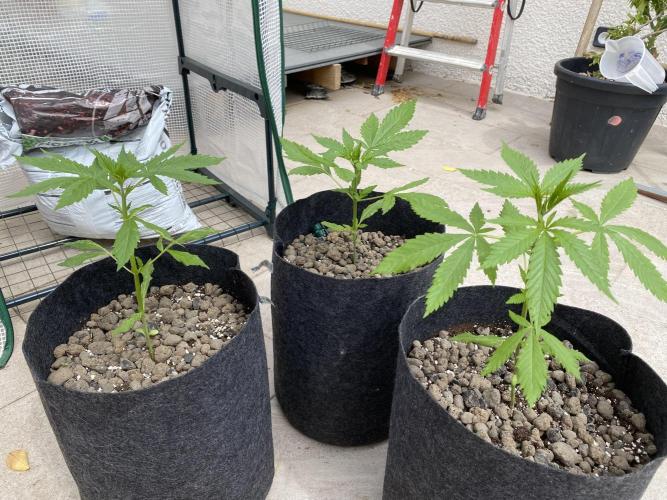 Los Tres amigos. Week 4