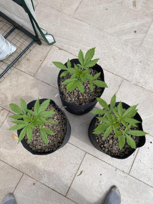 Los Tres amigos. Week 4