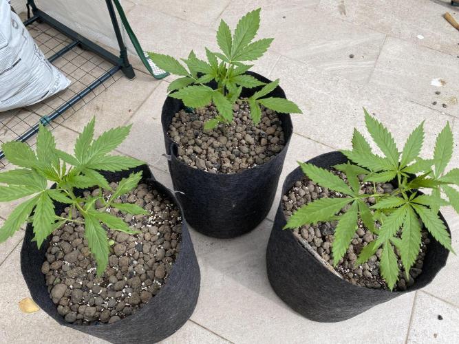 Los Tres amigos. Week 4