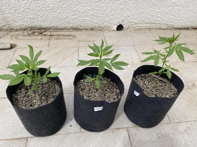 Los Tres amigos. Week 4