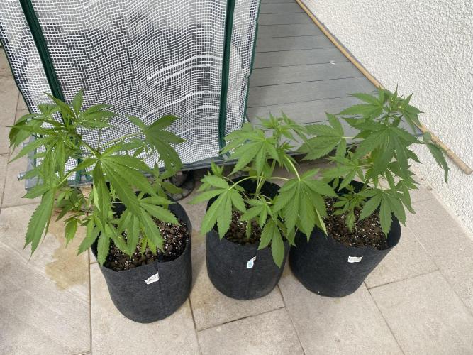 Los Tres amigos. Week 5 - LOS TRES AMIGOS !!!