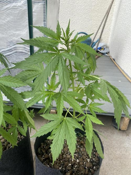 Los Tres amigos. Week 5 - Lemon cherry cookie