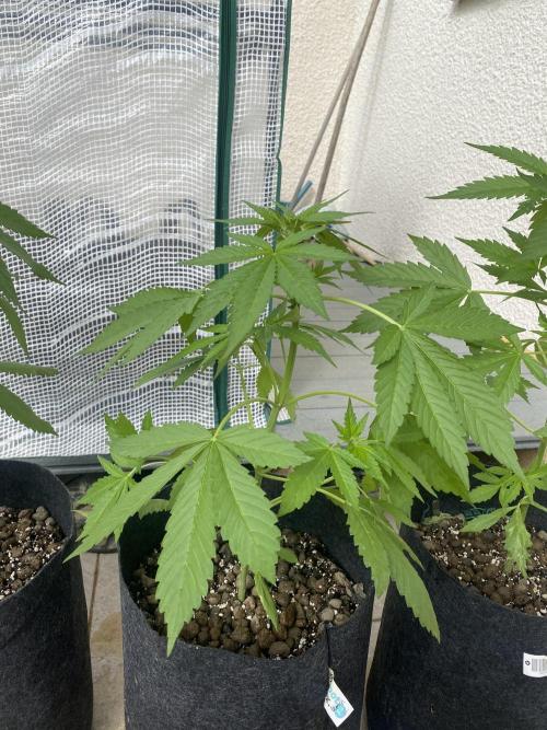 Los Tres amigos. Week 5 - Orange tree