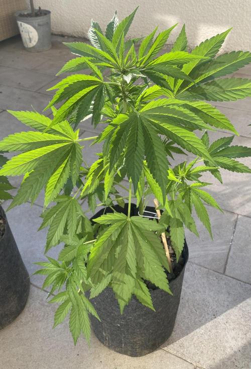 Los Tres amigos. Week 6 - Orange tree
