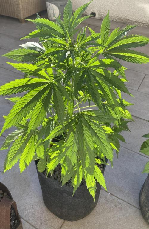 Los Tres amigos. Week 6 - Lemon cookie cherry 