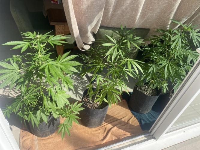 Los Tres amigos. Week 7