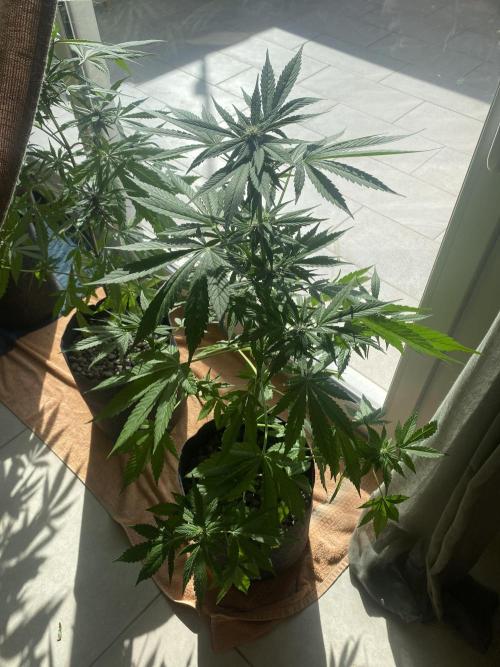 Los Tres amigos. Week 7