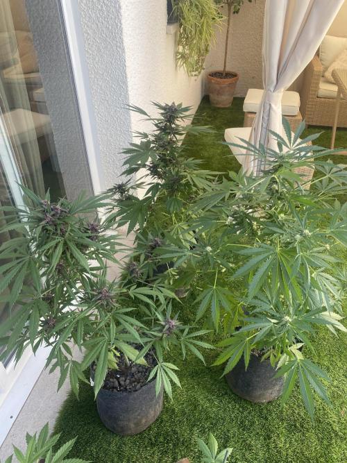 Los Tres amigos. Week 9