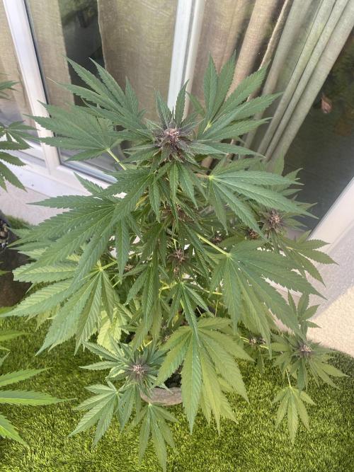 Los Tres amigos. Week 9