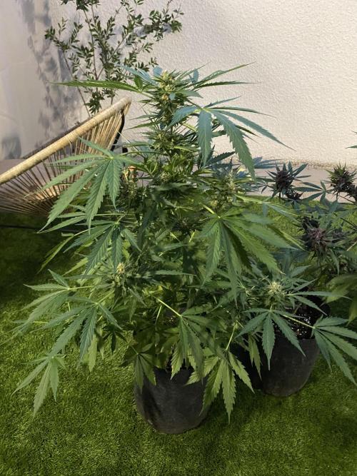 Los Tres amigos. Week 10