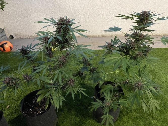 Los Tres amigos. Week 10