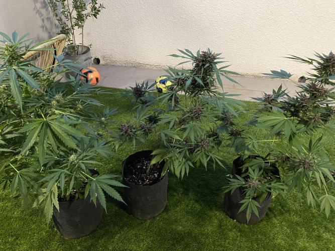 Los Tres amigos. Week 10