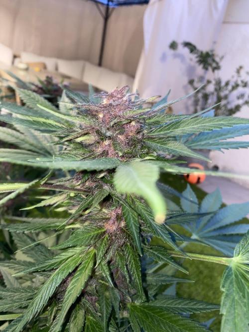Los Tres amigos. Week 10