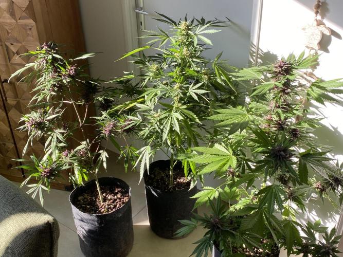 Los Tres amigos. Week 11