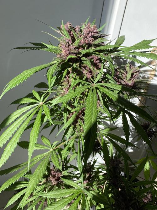 Los Tres amigos. Week 11