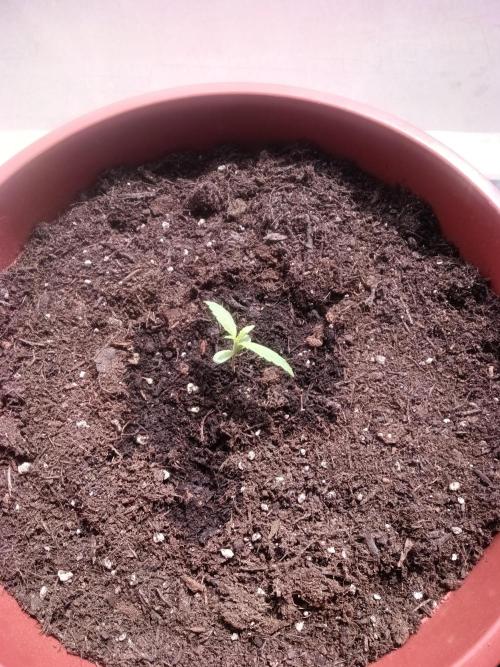 First try. Week 0 - ...
