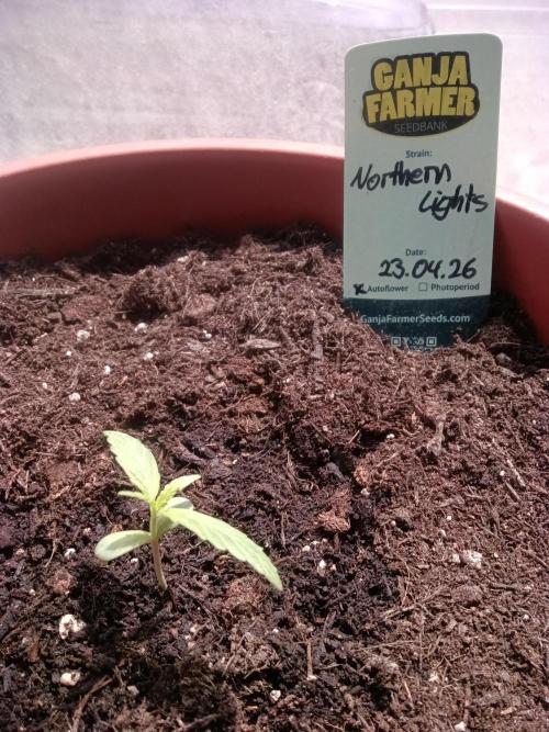 First try. Week 0 - .......