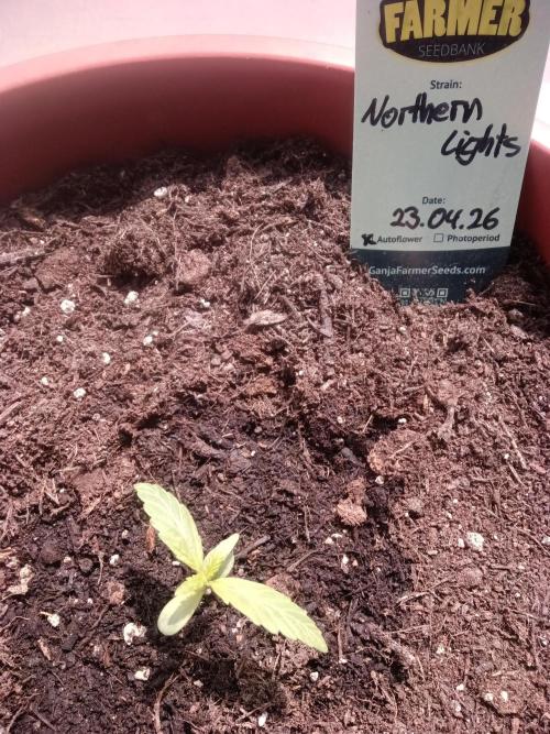 First try. Week 0 - ....