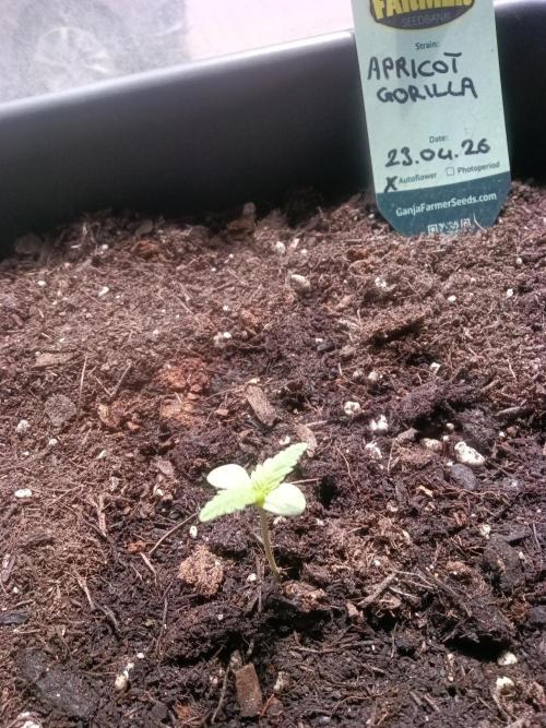 First try. Week 0 - .....