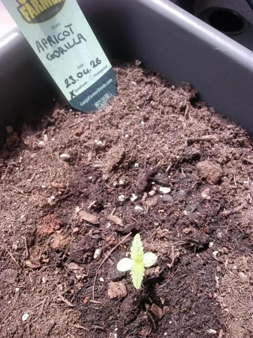 First try. Week 0 - .....