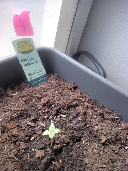 First try. Week 0 - .......