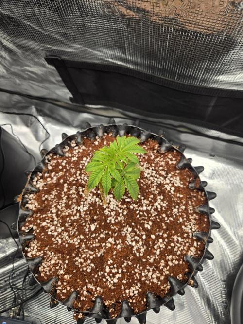 Peyote cookies. Week 1