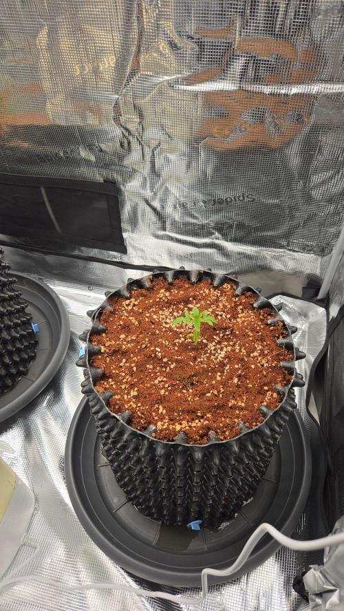 Peyote cookies. Week 1