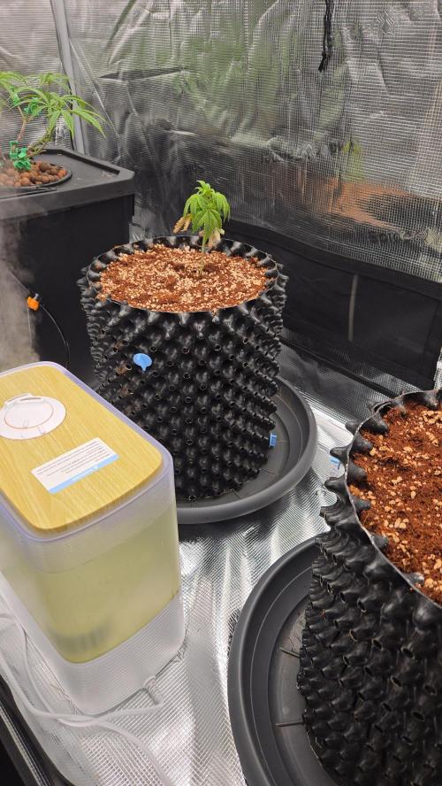 Peyote cookies. Week 1