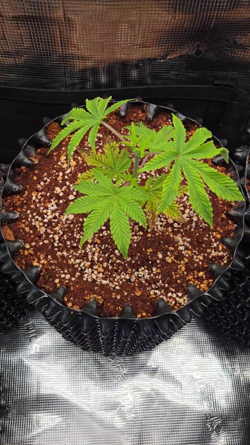 Peyote cookies