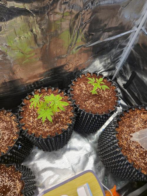 Peyote cookies. Week 2