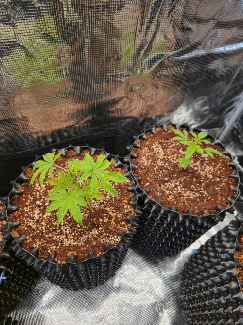 Peyote cookies. Week 2
