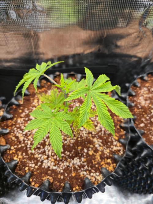 Peyote cookies. Week 2